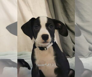 Mutt Dogs for adoption in Wenonah, NJ, USA