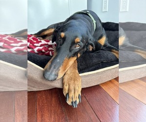 Doberman Pinscher Dogs for adoption in Aurora, OH, USA