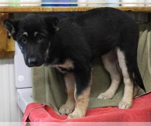 Alaskan Malamute-German Shepherd Dog Mix Dogs for adoption in Thief River Falls, MN, USA