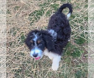 Bernedoodle Dogs for adoption in Smithfield, PA, USA