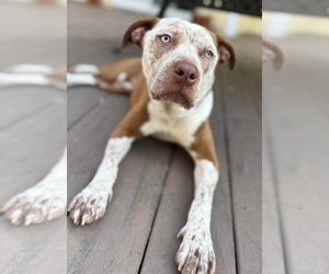 Mutt Dogs for adoption in Woodbury, NY, USA