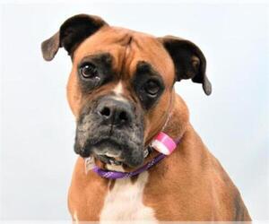 Boxer Dogs for adoption in Fort Collins, CO, USA