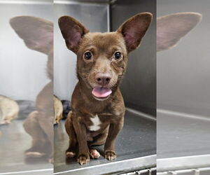 Chion Dogs for adoption in Elmsford, NY, USA
