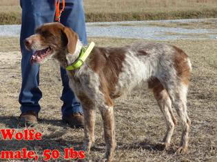 German Wirehaired Pointer Dogs for adoption in Williston, VT, USA