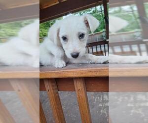 Great Dane-Labrador Retriever Mix Dogs for adoption in San Antonio, TX, USA