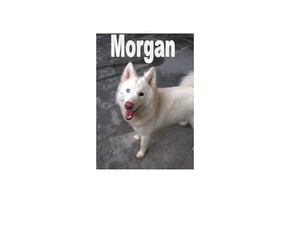 Samoyed-Siberian Husky Mix Dogs for adoption in Port Hueneme, CA, USA