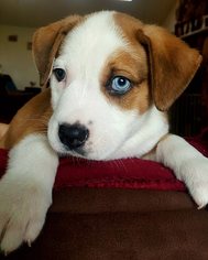 Medium Photo #16 Akita-Labrador Retriever Mix Puppy For Sale in Los Banos, CA, USA