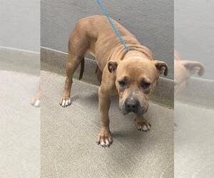 Mutt Dogs for adoption in Las Vegas, NV, USA