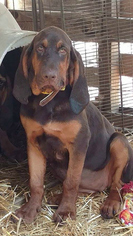 Bloodhound Dogs for adoption in Redding, CA, USA