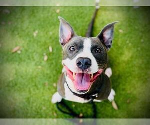 Mutt Dogs for adoption in Orlando, FL, USA