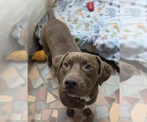  Dogs for adoption in Newnan, GA, USA