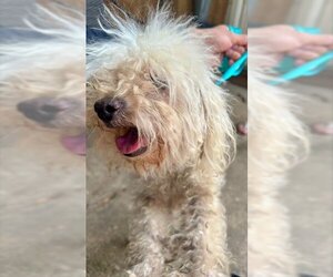 Poodle (Miniature)-Unknown Mix Dogs for adoption in Houston, TX, USA