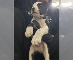 Mutt Dogs for adoption in Stockton, CA, USA