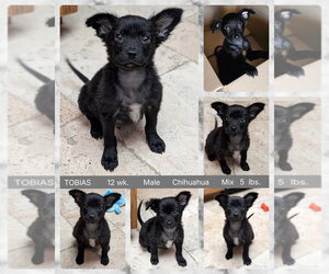 Chihuahua-Unknown Mix Dogs for adoption in Mesa, AZ, USA