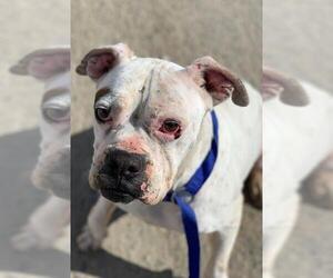 Boxer Dogs for adoption in Oceanside, CA, USA