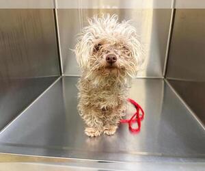 Poodle (Miniature) Dogs for adoption in Orange, CA, USA