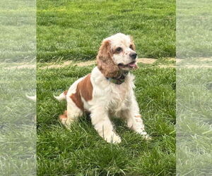 Cocker Spaniel-Unknown Mix Dogs for adoption in Germantown, OH, USA