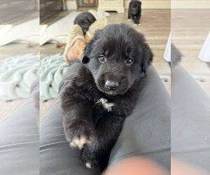 Labrador Retriever-Unknown Mix Dogs for adoption in San Diego, CA, USA