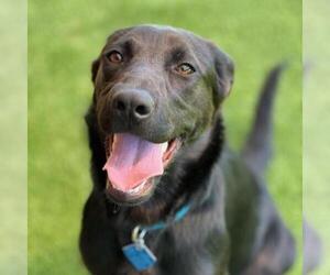 Labrador Retriever-Unknown Mix Dogs for adoption in San Diego, CA, USA