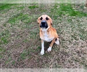 Black Mouth Cur-Labrador Retriever Mix Dogs for adoption in Grovetown, GA, USA