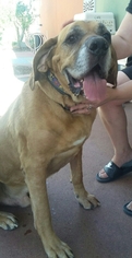 Mastiff-Unknown Mix Dogs for adoption in Tempe, AZ, USA