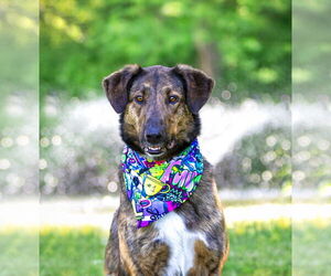 Mutt Dogs for adoption in Unionville, PA, USA