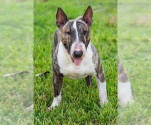 Bull Terrier Dogs for adoption in Miami, FL, USA