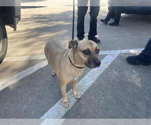 Black Mouth Cur Dogs for adoption in Houston, TX, USA