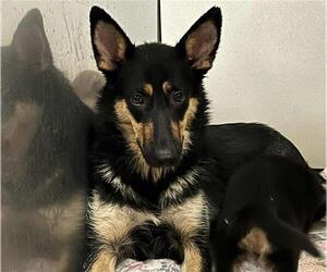 German Shepherd Dog Dogs for adoption in Stockton, CA, USA