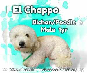 Bichon Frise-Poodle (Standard) Mix Dogs for adoption in Anchorage, AK, USA