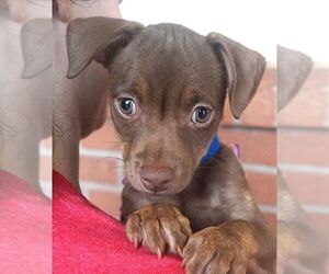 Chihuahua-Unknown Mix Dogs for adoption in Carrollton, TX, USA