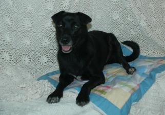 Borador Dogs for adoption in Albemarle, NC, USA