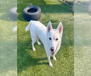 Siberian Husky Dogs for adoption in Toronto, Ontario, Canada
