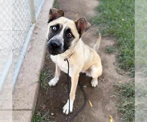 Gerberian Shepsky Dogs for adoption in Modesto, CA, USA
