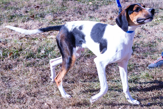Treeing Walker Coonhound Dogs for adoption in St. Charles, MO, USA