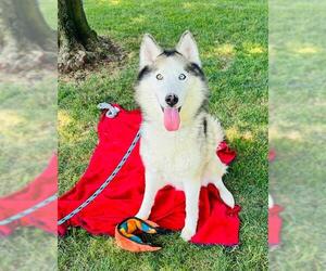 Siberian Husky Dogs for adoption in Rancho Cucamonga, CA, USA