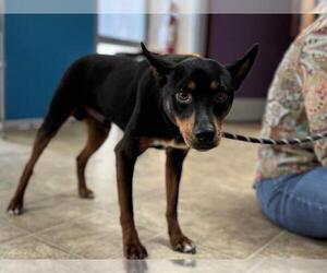 Miniature Pinscher-Unknown Mix Dogs for adoption in Raleigh, NC, USA
