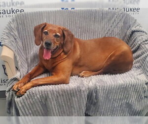Redbone Coonhound Dogs for adoption in Lake City, MI, USA