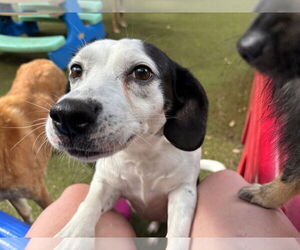 Beagle-Unknown Mix Dogs for adoption in Orlando, FL, USA