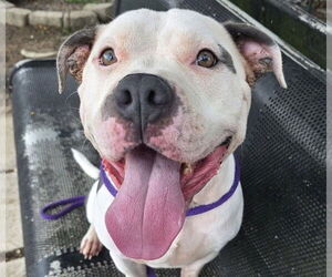 American Pit Bull Terrier Dogs for adoption in Ocala, FL, USA