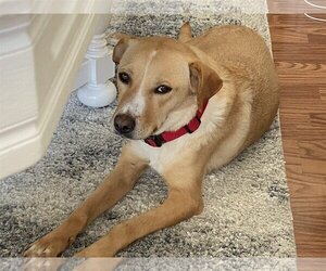Labrador Retriever-Retriever  Mix Dogs for adoption in Dana Point, CA, USA