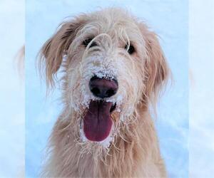 Labradoodle Dogs for adoption in Palmer, AK, USA