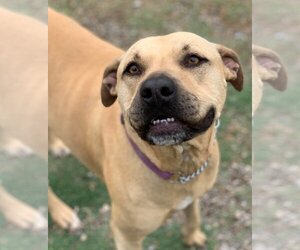 American Staffordshire Terrier-Black Mouth Cur Mix Dogs for adoption in Denison, TX, USA