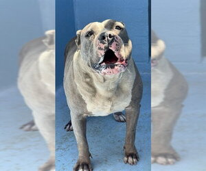 Mutt Dogs for adoption in Downey, CA, USA