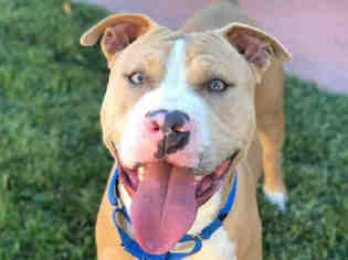 American Staffordshire Terrier Dogs for adoption in Martinez, CA, USA