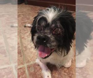 Mal-Shi Dogs for adoption in Princeton, MN, USA