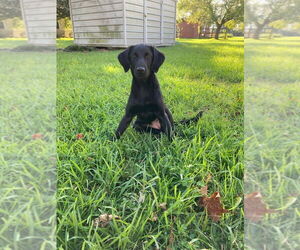 Labrador Retriever-Unknown Mix Dogs for adoption in Abbeville, LA, USA