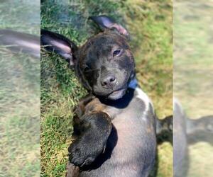 American Staffordshire Terrier-Chihuahua Mix Dogs for adoption in Rancho Santa Margarita, CA, USA