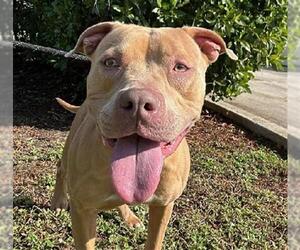 American Staffordshire Terrier-Unknown Mix Dogs for adoption in Fort Lauderdale, FL, USA