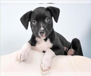 Chihuahua-Unknown Mix Dogs for adoption in Fort Collins, CO, USA